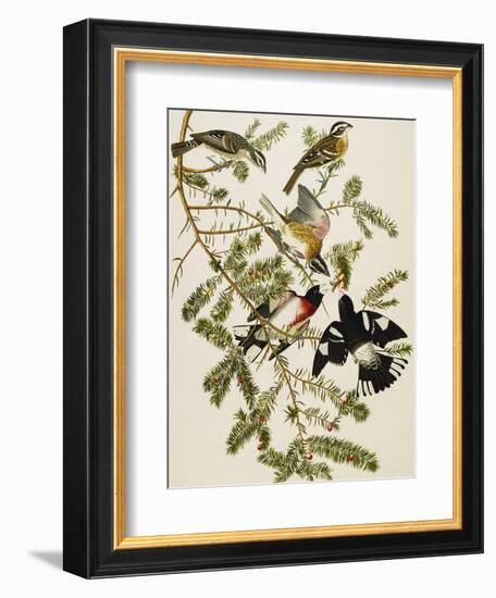 Rose-Breasted Grosbeak (Pheuticus Ludovicianus), Plate Cxxvii, from 'The Birds of America'-John James Audubon-Framed Giclee Print