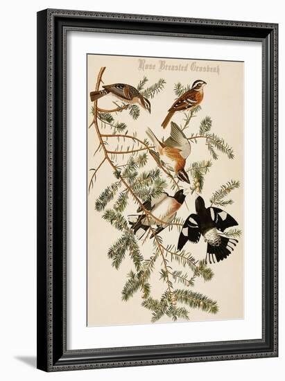 Rose Breasted Grosbeak-John James Audubon-Framed Art Print