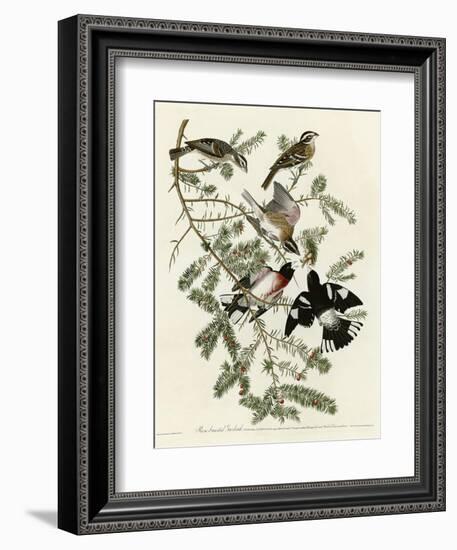 Rose Breasted Grosbeak-null-Framed Premium Giclee Print