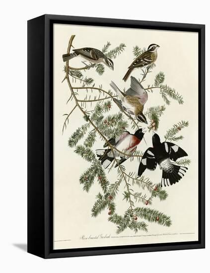 Rose Breasted Grosbeak-null-Framed Premier Image Canvas