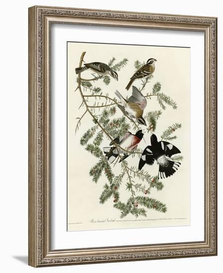 Rose Breasted Grosbeak-null-Framed Giclee Print