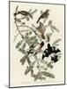 Rose Breasted Grosbeak-null-Mounted Giclee Print