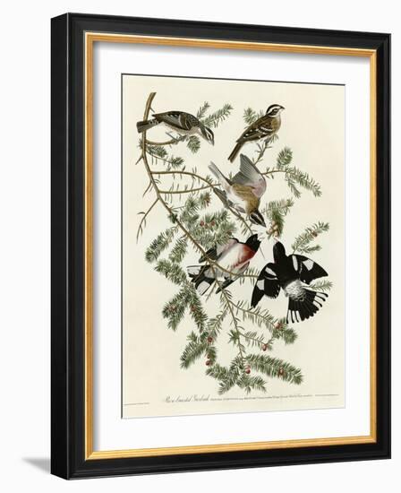 Rose Breasted Grosbeak-null-Framed Giclee Print