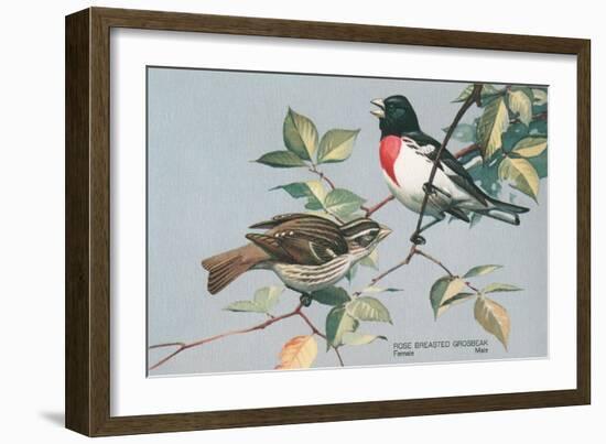 Rose-Breasted Grosbeaks-null-Framed Art Print