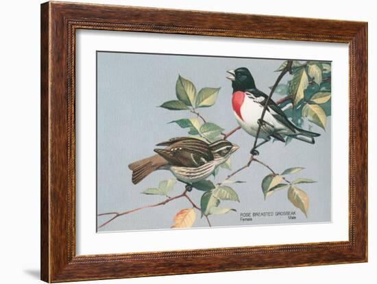 Rose-Breasted Grosbeaks-null-Framed Art Print