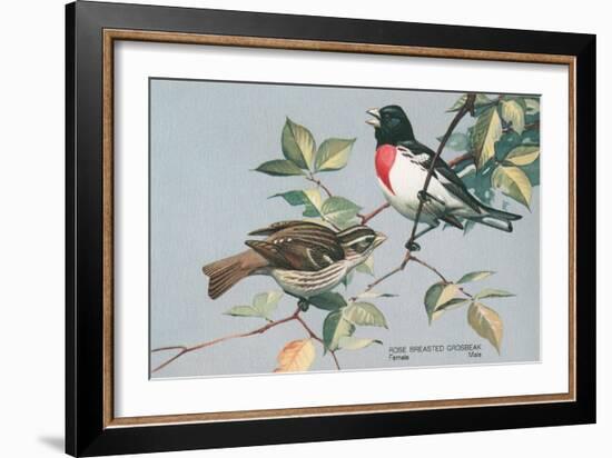 Rose-Breasted Grosbeaks-null-Framed Art Print