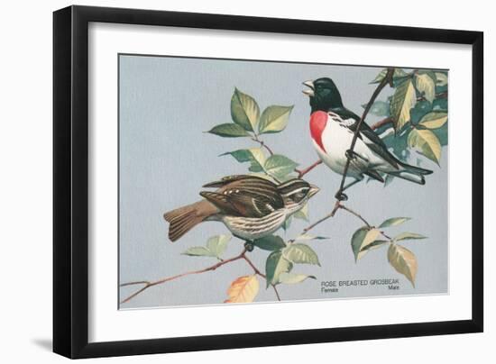 Rose-Breasted Grosbeaks--Framed Art Print