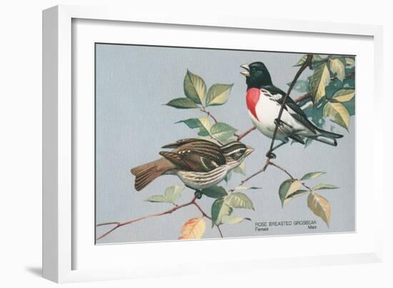 Rose-Breasted Grosbeaks-null-Framed Art Print