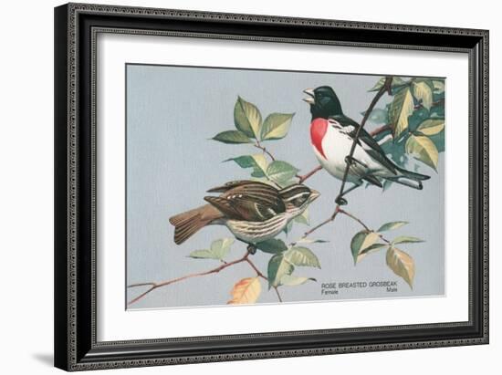 Rose-Breasted Grosbeaks-null-Framed Art Print