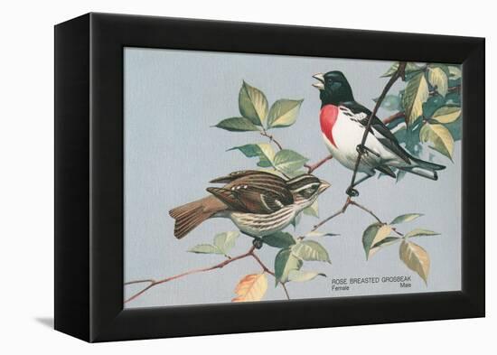 Rose-Breasted Grosbeaks-null-Framed Stretched Canvas