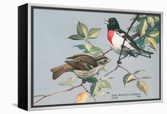 Rose-Breasted Grosbeaks-null-Framed Stretched Canvas