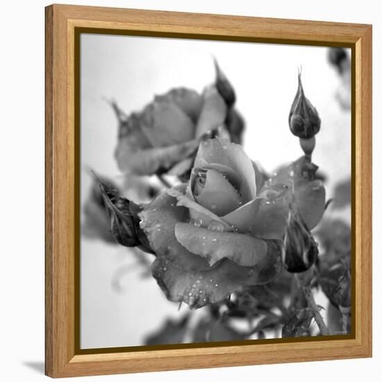 Rose Buds-Nicole Katano-Framed Stretched Canvas