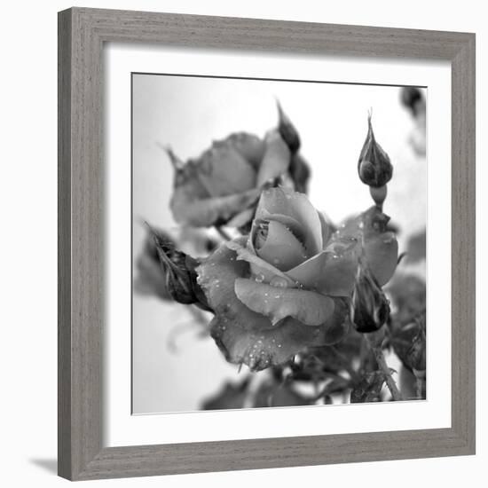 Rose Buds-Nicole Katano-Framed Photo