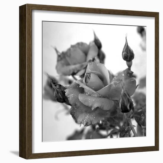 Rose Buds-Nicole Katano-Framed Photo