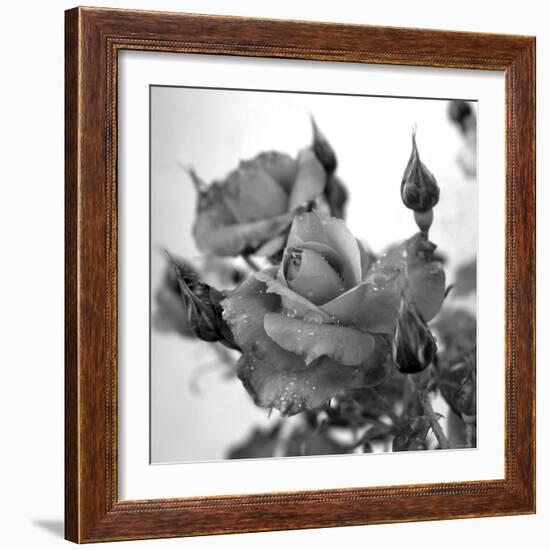 Rose Buds-Nicole Katano-Framed Photo