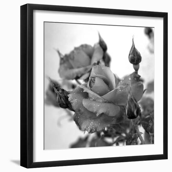 Rose Buds-Nicole Katano-Framed Photo