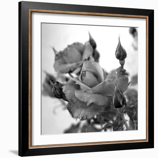 Rose Buds-Nicole Katano-Framed Photo