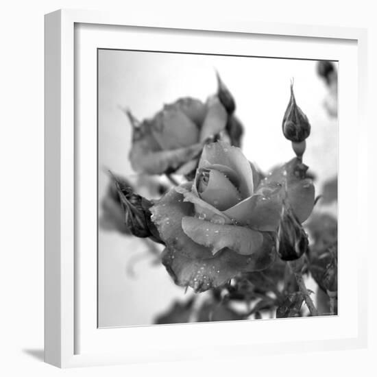 Rose Buds-Nicole Katano-Framed Photo