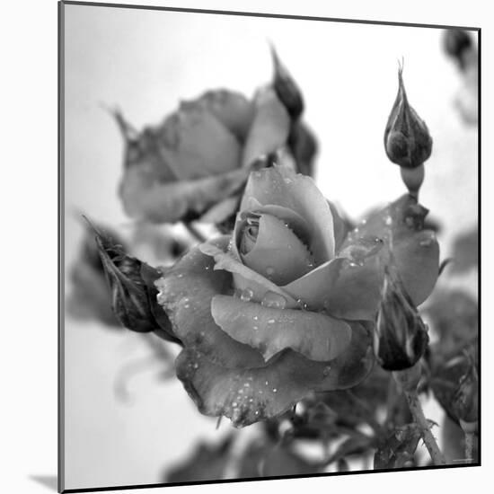 Rose Buds-Nicole Katano-Mounted Photo