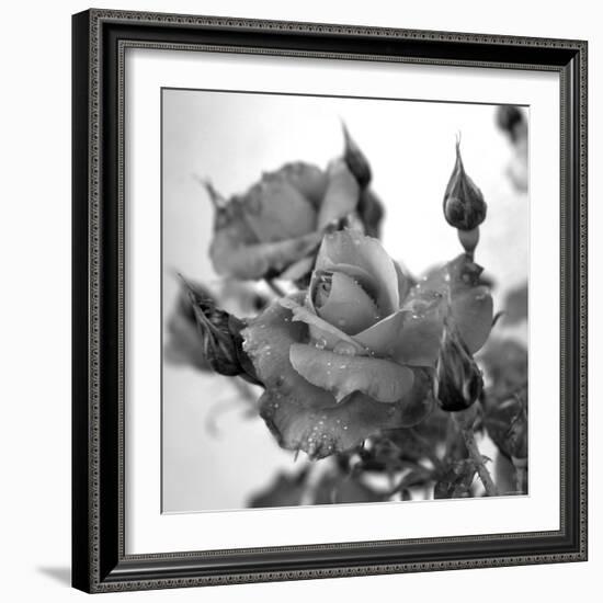 Rose Buds-Nicole Katano-Framed Photo