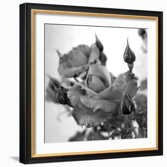 Rose Buds-Nicole Katano-Framed Photo