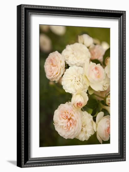 Rose Bush III-Karyn Millet-Framed Photographic Print