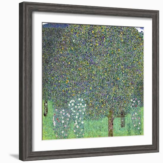 Rose Bushes under the Trees, C. 1905-Gustav Klimt-Framed Giclee Print