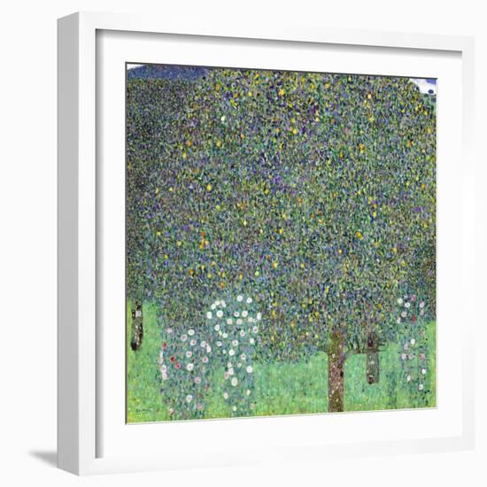 Rose Bushes under the Trees, C. 1905-Gustav Klimt-Framed Giclee Print