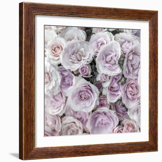 Rose Carnation-Assaf Frank-Framed Giclee Print