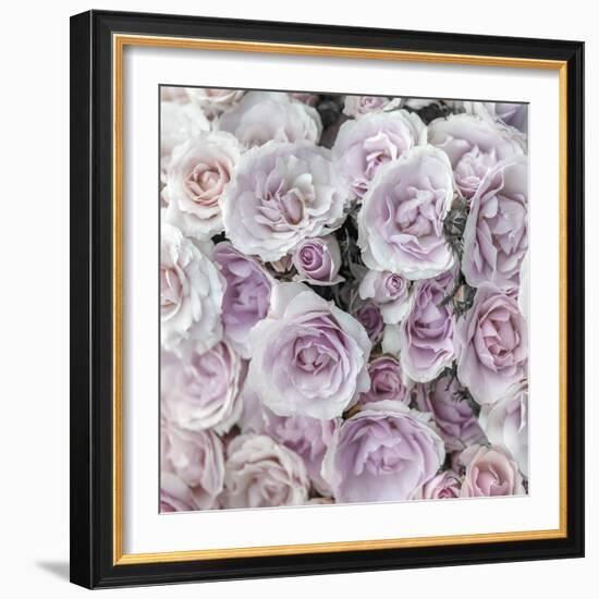 Rose Carnation-Assaf Frank-Framed Giclee Print