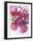 Rose Cascade-Assaf Frank-Framed Giclee Print