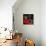 Rose Cigar-Murray Murray Henderson Fine Art-Mounted Giclee Print displayed on a wall