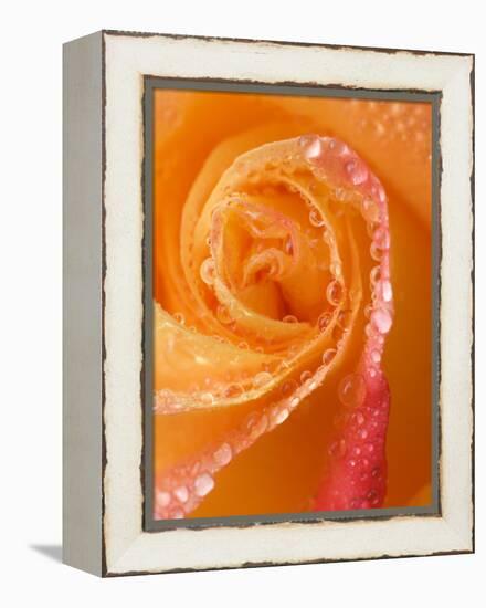 Rose Close-up with Dew-Nancy Rotenberg-Framed Premier Image Canvas