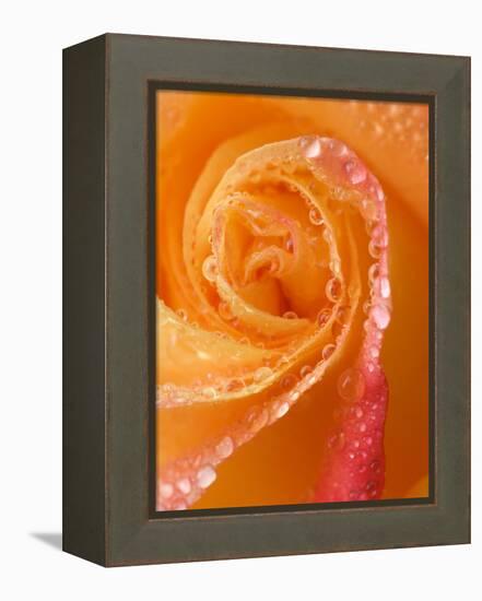 Rose Close-up with Dew-Nancy Rotenberg-Framed Premier Image Canvas