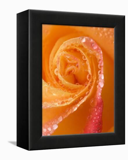 Rose Close-up with Dew-Nancy Rotenberg-Framed Premier Image Canvas