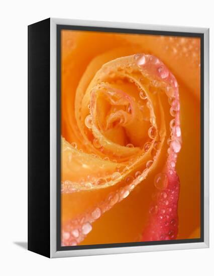 Rose Close-up with Dew-Nancy Rotenberg-Framed Premier Image Canvas