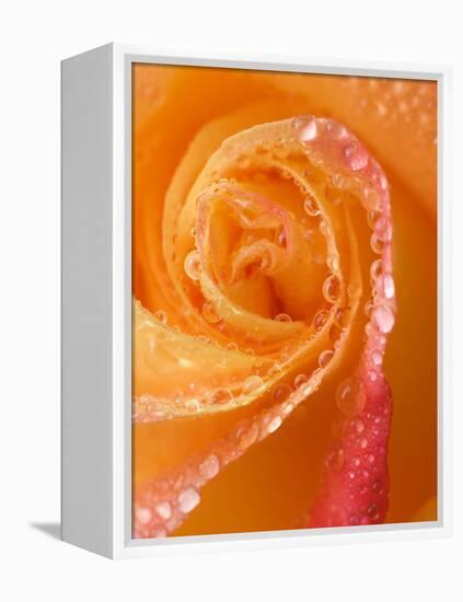 Rose Close-up with Dew-Nancy Rotenberg-Framed Premier Image Canvas