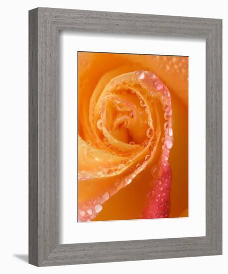 Rose Close-up with Dew-Nancy Rotenberg-Framed Photographic Print