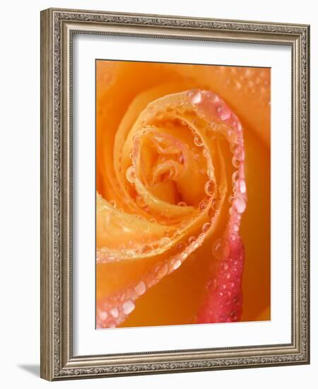 Rose Close-up with Dew-Nancy Rotenberg-Framed Photographic Print