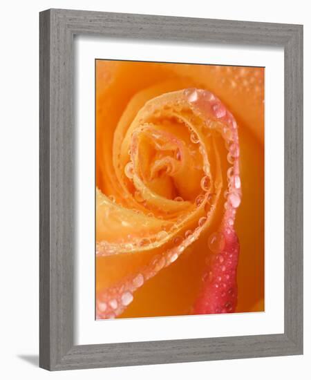 Rose Close-up with Dew-Nancy Rotenberg-Framed Photographic Print