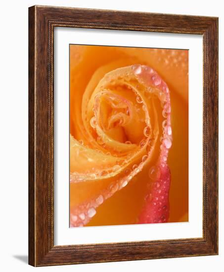 Rose Close-up with Dew-Nancy Rotenberg-Framed Photographic Print