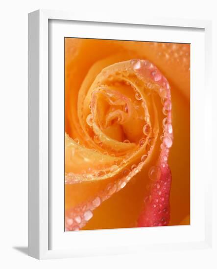 Rose Close-up with Dew-Nancy Rotenberg-Framed Photographic Print