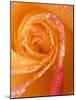 Rose Close-up with Dew-Nancy Rotenberg-Mounted Photographic Print