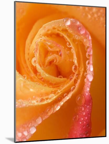 Rose Close-up with Dew-Nancy Rotenberg-Mounted Photographic Print