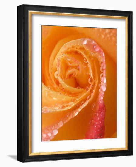 Rose Close-up with Dew-Nancy Rotenberg-Framed Photographic Print