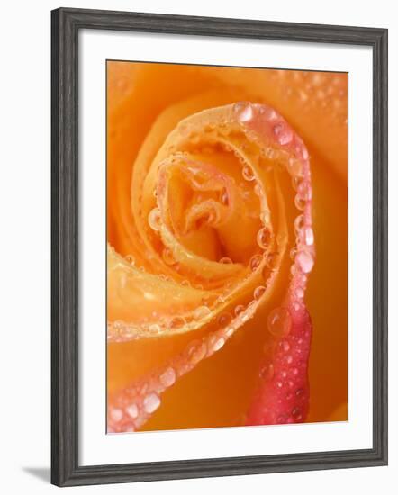 Rose Close-up with Dew-Nancy Rotenberg-Framed Photographic Print