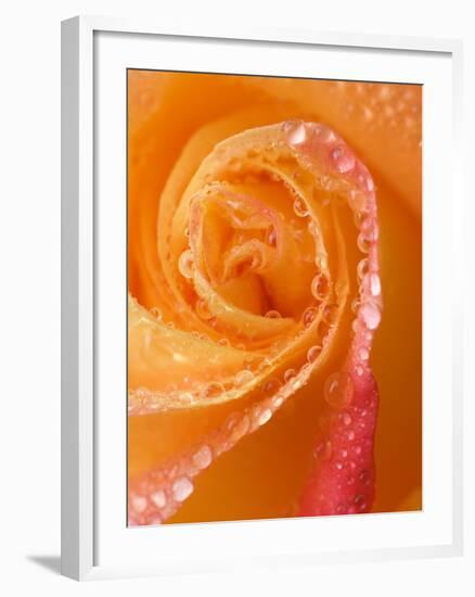 Rose Close-up with Dew-Nancy Rotenberg-Framed Photographic Print