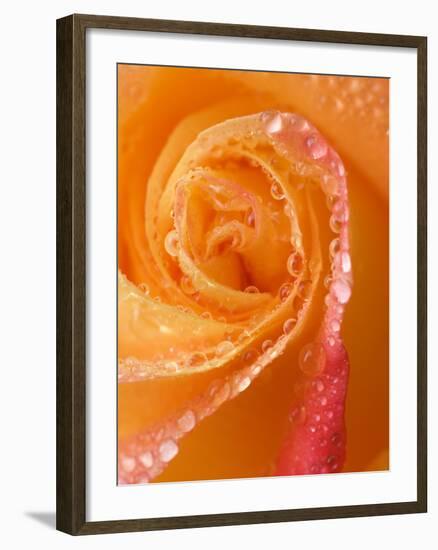 Rose Close-up with Dew-Nancy Rotenberg-Framed Photographic Print