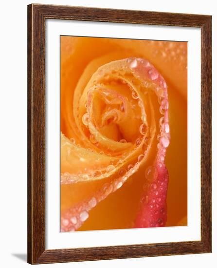 Rose Close-up with Dew-Nancy Rotenberg-Framed Photographic Print