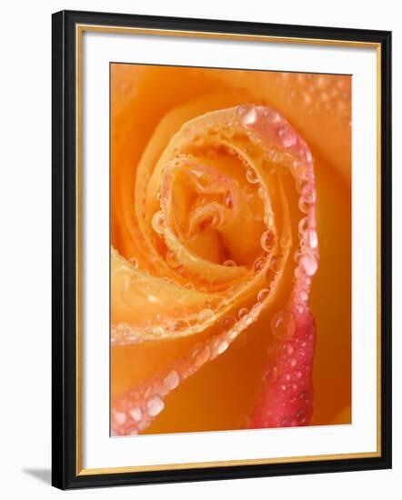 Rose Close-up with Dew-Nancy Rotenberg-Framed Photographic Print